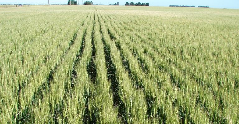 Déficit de horas frío en el Valle del Yaqui pone en riesgo la producción de trigo