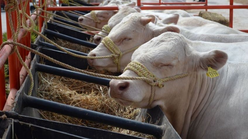 Sader Sonora fortalece sector agrícola y ganadero con créditos de más de 72 millones de pesos