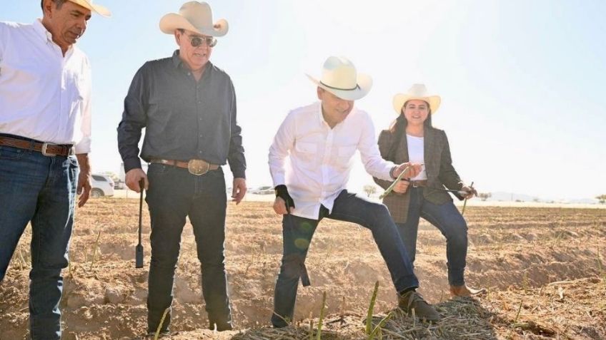 Durazo encabeza en Caborca el inicio de la temporada de cosecha de espárrago 2026; consolida liderazgo agroexportador