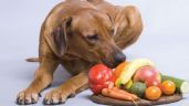 Foto ilustrativa de la nota titulada: Estas son las mejores frutas y verduras que puedes darle a tu perro para cuidar de su salud