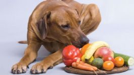 Foto que representa a Estas son las mejores frutas y verduras que puedes darle a tu perro para cuidar de su salud