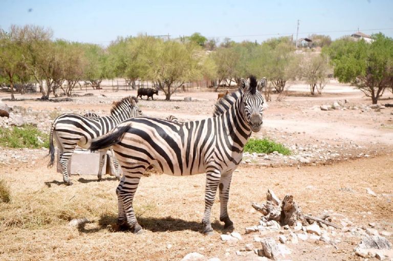 Centro Ecológico de Sonora se transforma con más especies, infraestructura renovada y mayor afluencia