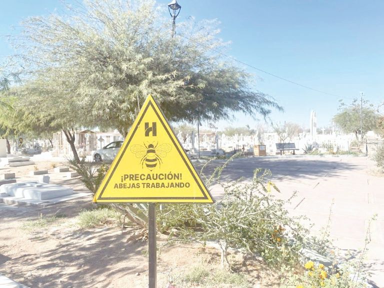 Bosque Memorial, una propuesta ciudadana por reverdecer Hermosillo desde el antiguo Panteón Yáñez