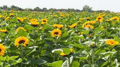 Joven emprendedora cultiva girasoles en el Valle del Yaqui; deja atrás las hortalizas familiares