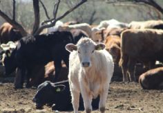 Foto ilustrativa de nota CERO CASOS: Tras un millón de inspecciones, Sonora se mantiene libre de la plaga del gusano barrenador