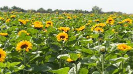 Foto que representa a Joven emprendedora cultiva girasoles en el Valle del Yaqui; deja atrás las hortalizas familiares