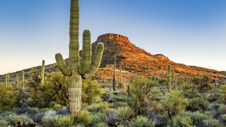 CLIMA en Sonora HOY 3 de febrero: Pronóstico de TEMPERATURAS por municipios; advierten HELADAS