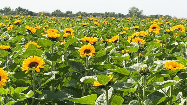 Joven emprendedora cultiva girasoles en el Valle del Yaqui; deja atrás las hortalizas familiares