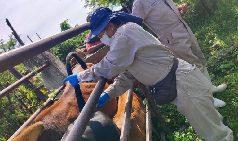 CERO CASOS: Tras un millón de inspecciones, Sonora se mantiene libre de la plaga del gusano barrenador
