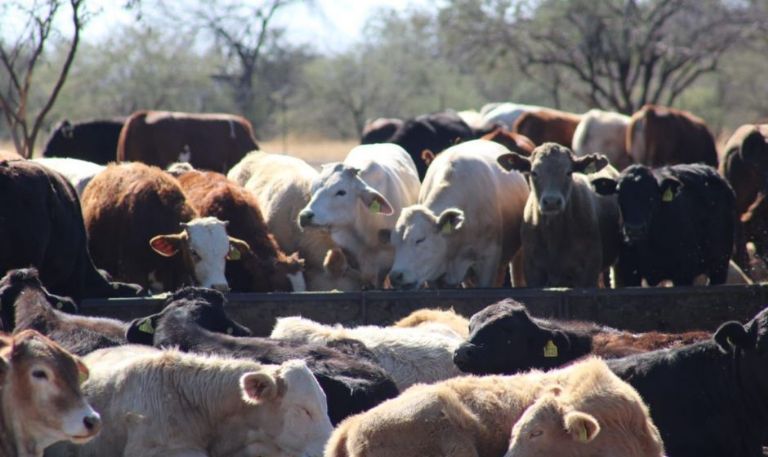 CERO CASOS: Tras un millón de inspecciones, Sonora se mantiene libre de la plaga del gusano barrenador