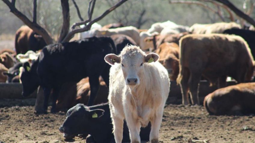 CERO CASOS: Tras un millón de inspecciones, Sonora se mantiene libre de la plaga del gusano barrenador