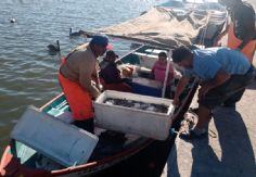 Foto ilustrativa de nota Pescadores de Guaymas y Empalme urgen a contar con seguridad social; hay malas capturas