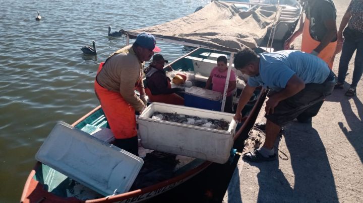 Pescadores de Guaymas y Empalme urgen a contar con seguridad social; hay malas capturas