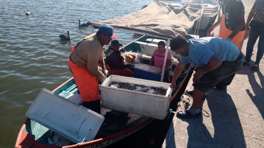 Pescadores de Guaymas y Empalme urgen a contar con seguridad social; hay malas capturas
