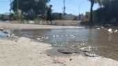 Foto ilustrativa de la nota titulada: Fugas de agua complican el abastecimiento en el oriente del municipio de Navojoa, alertan autoridades
