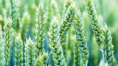 Déficit crítico de horas frías en el Valle del Yaqui pone en riesgo la cosecha de trigo