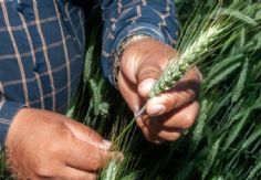 Foto ilustrativa de nota Sader en Sonora acelera pagos del programa de Precios de Garantía para productores de trigo panificable