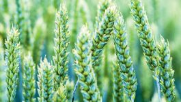 Foto que representa a Déficit crítico de horas frías en el Valle del Yaqui pone en riesgo la cosecha de trigo