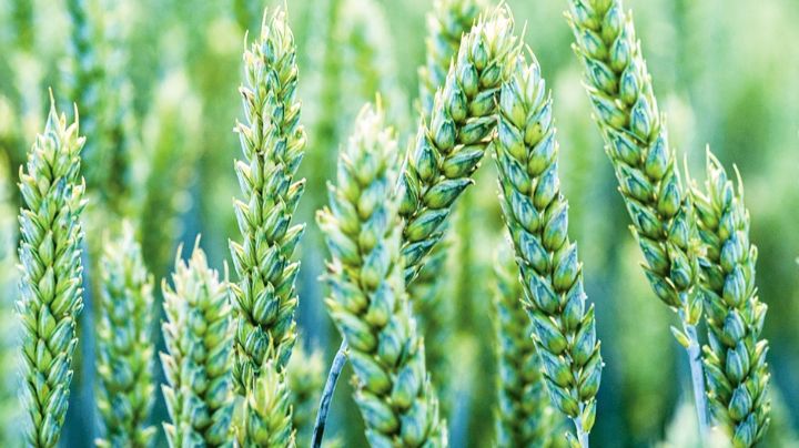 Déficit crítico de horas frías en el Valle del Yaqui pone en riesgo la cosecha de trigo