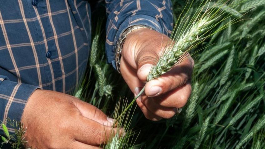 Sader en Sonora acelera pagos del programa de Precios de Garantía para productores de trigo panificable