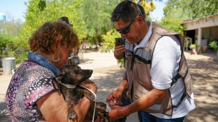 Salud Sonora invita a detectar a tiempo y mantener tu entorno limpio; puede salvarte de la rickettsiosis