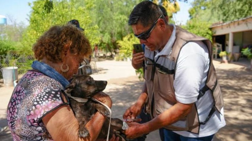 Salud Sonora invita a detectar a tiempo y mantener tu entorno limpio; puede salvarte de la rickettsiosis