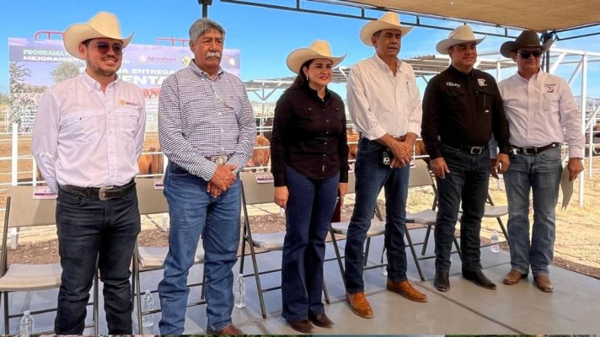 Aceleran modernización ganadera en Sonora con nueva entrega de sementales de registro
