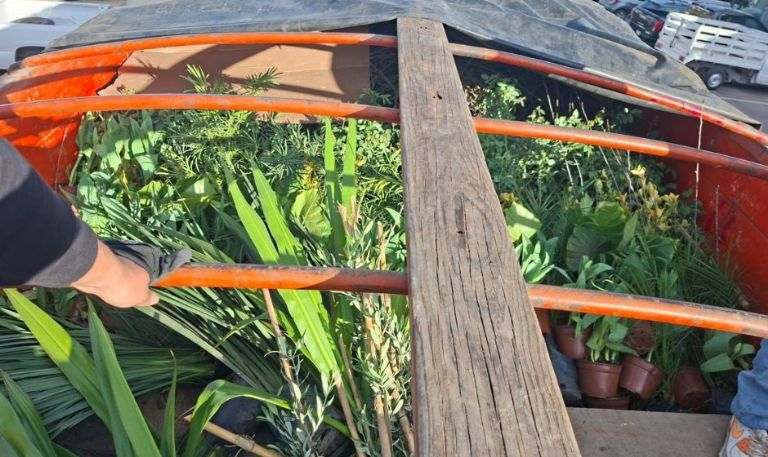 Sanidad vegetal: La Secretaría de Agricultura realiza verificaciones en viveros de Nogales