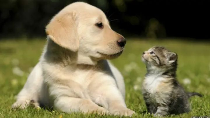 Cuida a tu mascota y tu hogar: Estos remedios caseros ayudan a repeler y prevenir garrapatas