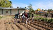 Foto ilustrativa de la nota titulada: Gobierno de Sonora y Cobach implementan modelo de Escuela Agroecológica mediante huerto escolar