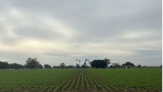 Reducción en la superficie de siembra del valle de Guaymas y Empalme es por tema cíclico, asegura Sader