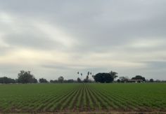 Foto ilustrativa de nota Reducción en la superficie de siembra del valle de Guaymas y Empalme es por tema cíclico, asegura Sader