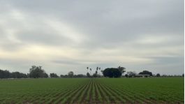 Foto que representa a Reducción en la superficie de siembra del valle de Guaymas y Empalme es por tema cíclico, asegura Sader