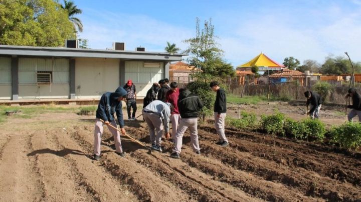 Gobierno de Sonora y Cobach implementan modelo de Escuela Agroecológica mediante huerto escolar