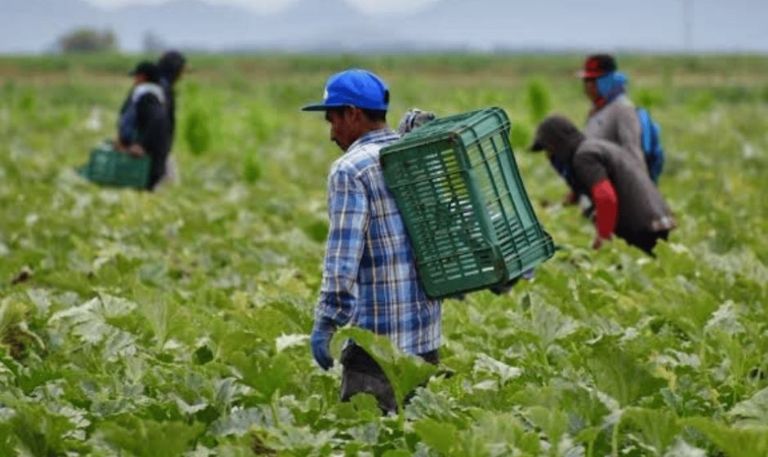 Reducción en la superficie de siembra del valle de Guaymas y Empalme es por tema cíclico