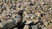 Foto ilustrativa de la nota titulada: 13 lobos marinos fueron rescatados en la séptima campaña de desenmalle en Isla San Jorge, Sonora