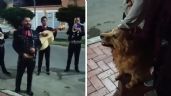 Foto ilustrativa de la nota titulada: Con serenata, familia se despide de perrita antes de su eutanasia; así fue el emotivo momento