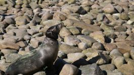 Foto que representa a 13 lobos marinos fueron rescatados en la séptima campaña de desenmalle en Isla San Jorge, Sonora