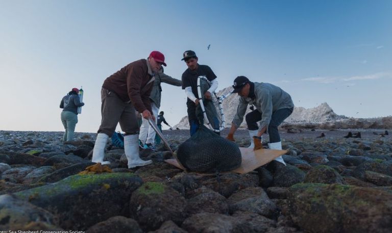 13 lobos marinos fueron rescatados en la séptima campaña de desenmalle en Isla San Jorge, Sonora