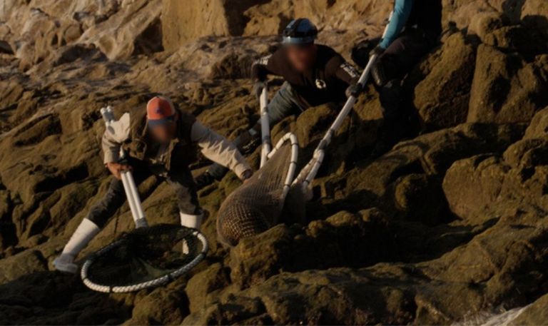 13 lobos marinos fueron rescatados en la séptima campaña de desenmalle en Isla San Jorge, Sonora