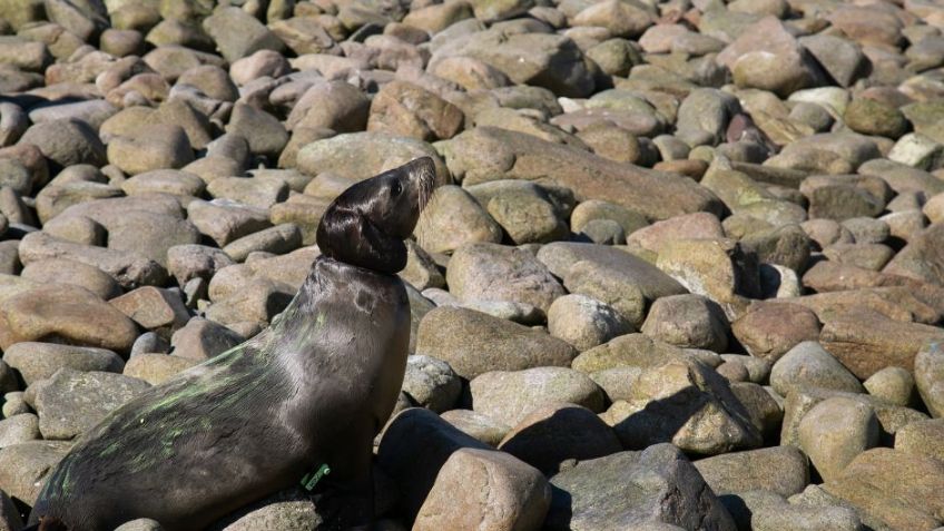 13 lobos marinos fueron rescatados en la séptima campaña de desenmalle en Isla San Jorge, Sonora