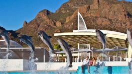 Foto que representa a Gobierno de Sonora impulsa delfinoterapias destinadas a niñas y niños con discapacidad