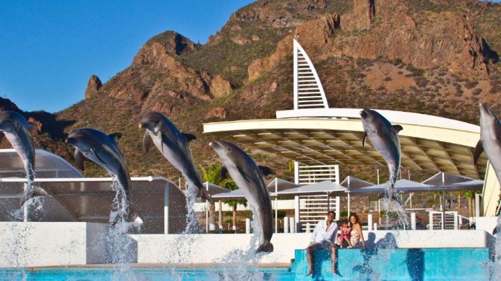 Gobierno de Sonora impulsa delfinoterapias destinadas a niñas y niños con discapacidad