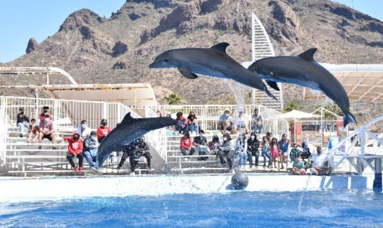 Gobierno de Sonora impulsa delfinoterapias destinadas a niñas y niños con discapacidad