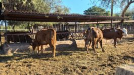 Foto que representa a Tendrá Cajeme Congreso Ganadero para impulsar economía y productividad del campo