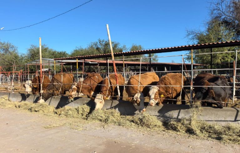Tendrá Cajeme Congreso Ganadero para impulsar economía y productividad del campo