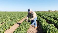 Valle de Guaymas y Empalme están entre los más saludables en Sonora, afirma Sader
