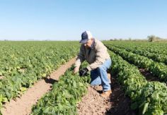 Foto ilustrativa de nota Valle de Guaymas y Empalme están entre los más saludables en Sonora, afirma Sader