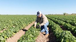 Foto que representa a Valle de Guaymas y Empalme están entre los más saludables en Sonora, afirma Sader