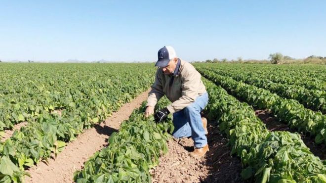 Foto ilustrativa de nota Valle de Guaymas y Empalme están entre los más saludables en Sonora, afirma Sader